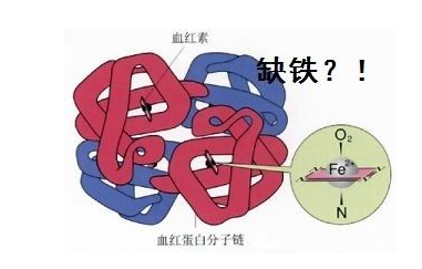 人体香蕉APP下载视频品牌山东91香蕉小视频入口探究铁元素在人体中的作用 人体香蕉APP下载视频品牌山东91香蕉小视频入口探究铁元素在人体中的作用