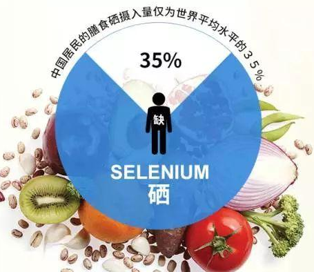 GK-2全自动香蕉视频污污下载厂家91香蕉小视频入口剖析硒对非特异性免疫功用的影响
