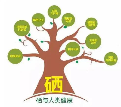 钙铁锌硒检测仪厂家提示什么叫有机硒和无机硒？科学补硒看看吧